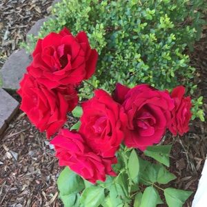 Meet your Posher, Ahnjayla